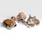 Jack Russell, Poodle, Husky